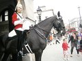 Royal Horseguard